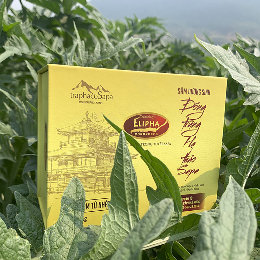 Sâm Dưỡng Sinh Đông Trùng Hạ Thảo Sapa